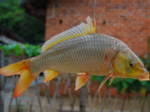 鯽魚配送